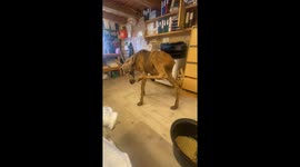 Baby Moose in the Office