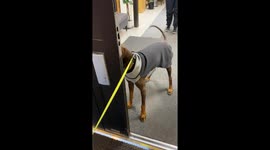 Silly dog can't figure out how to walk through an open door