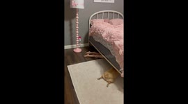 Where Did Polly and Chip Go?