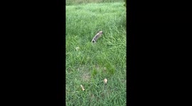 Tiny Puppy Plays in Grass