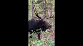 Man Has Close Encounter With a Rutting Bull Moose