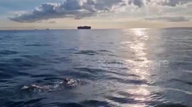 Girl, 17, swims the English Channel - powered by Jelly Babies