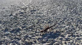 Florida man on bike ride comes across mating, walking sticks, and it’s amazing!