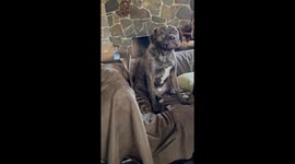 Dog learns how to say 'mumma' when asking for treats