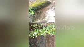 Cow rescued from well at Hindu temple in India