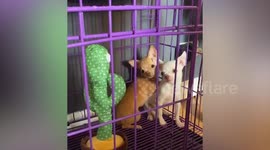 Chihuahua puppies are terrified by dancing cactus toy