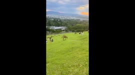 Mischievous deer steals passport