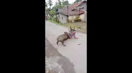 Unexpected attack: Wild boar injures several in Indonesian village