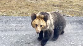 Bear pounces on car window in Xizang, China
