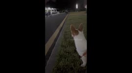 Corgi chases two boys who run away screaming in Fujian Province, China