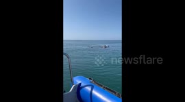 Passengers given fright as whale nearly flips dive boat off South Africa's coast