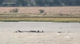Rescue mission launched after nine whales become stranded off Kent estuary