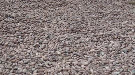 9th National Cocoa and Chocolate Day celebrated in Cote d'Ivoire