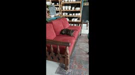 Meet Mossel Bay's Beloved Cat: The Feline Superstar Who Charms Local Businesses!