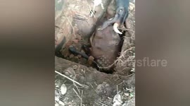 Stranded cow rescued from septic tank in India