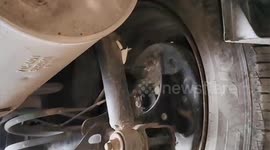Shocked family find cobra coiled under their car