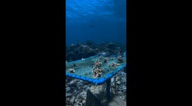 Freediver works on coral replanting program in the Philippines