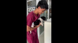 Scared Shih Tzu puppy hugs vet while receiving his shots
