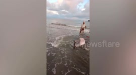 Pink dolphin beached on shore rescued by locals