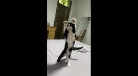 Kitten spars with owner in China