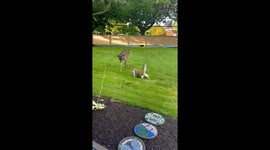 Deer Meets Cat