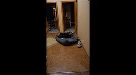 A dog in medical scrubs happily plays with a ball on his bed. Australian Shepherd. Aussie. Dog throws balls. Dog after surgery