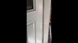 Kitten Sunbathing on His Catio