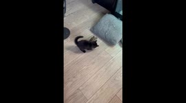 Ninja Kitten Wants to Play With Tortoise