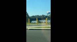 Magpie Swoops Down on Woman