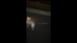 Dog hops like a bunny in Hubei, China
