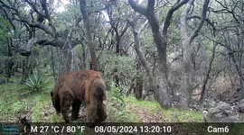 Bear Scratches Its Back on Tree