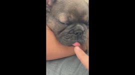 Sleepy Frenchie