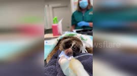 Australia: Heartwarming Vet Care: Perth's Slow Loris Receives Adorable Spa Day from Doting Zoo Vets