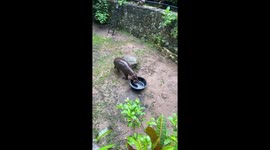 Hungry baby hippo rattles her food bowl to ask for more lunch