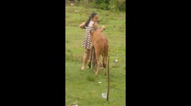 Cow tries to climb on bike with schoolgirl
