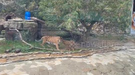Zoo tiger 'kills' toy sheep and tears it apart before making off with its skin