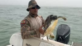 Turtle quickly swims away as it is released back into sea