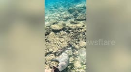 Fisherman finds dead shark with stomach full of rubbish and fishing line