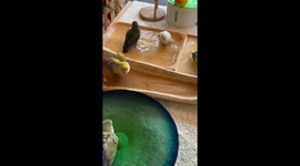 Pet birds have a bath party that looks splash-u-lous