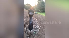 Desperate hunt for missing emu as sanctuary 'fears' for his safety