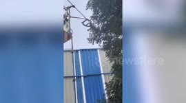 Huge king cobra removed from tree by firefighters in northern India