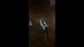 Hurricane Helene ravages Belleair Beach home, family recounts harrowing escape