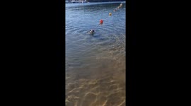 Good Boy Tries to Fetch Buoys