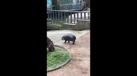Moo Deng does the moonwalk! Baby hippo sensation recreates Michael Jackson dance move