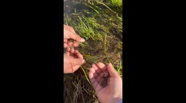 Frog release at Sundial Bridge in Redding, CA