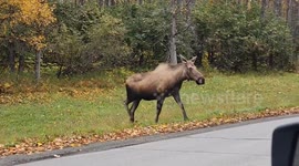 Moose crosses road in Anchorage, Alaska