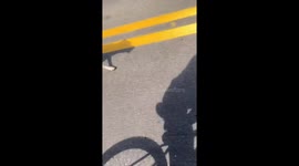 Cyclist chased by dogs in Rondonópolis, Brazil