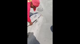 Beached dolphin rescued from shallows in Thailand