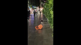 Pet cat has unusual like for pulling plastic chair