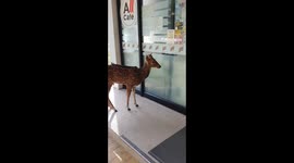 Bambi goes shopping! Curious deer tries to get inside 7-Eleven store